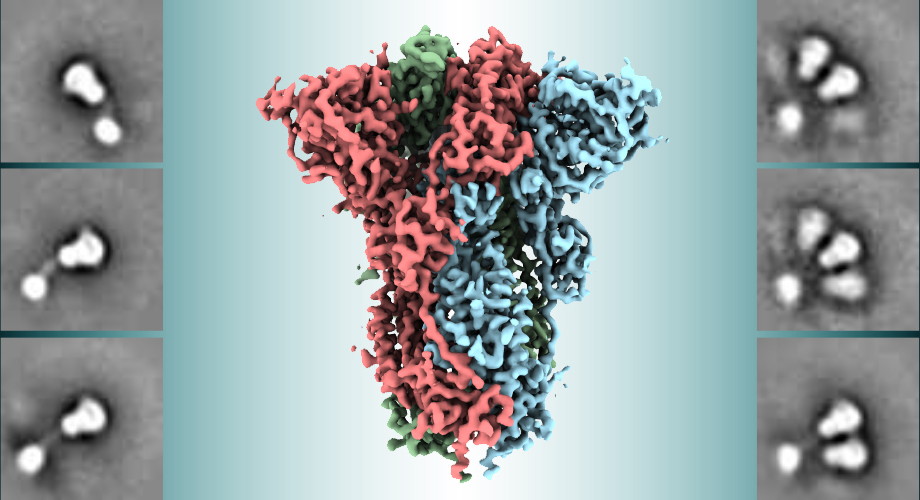 Scientists reveal structural details of spike protein used in leading COVID-19 vaccine - chavd web